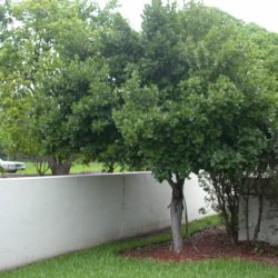 Pigeon plum tree south florida