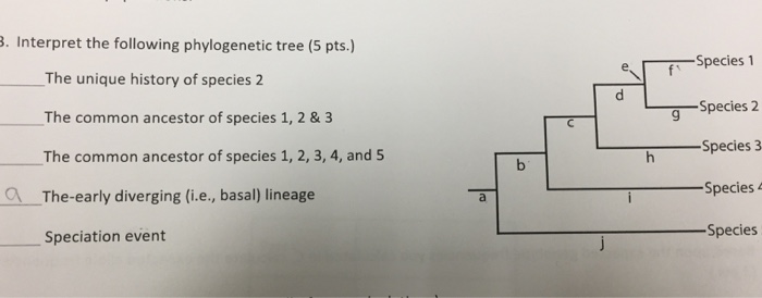 Practice phylogenetic trees 2 answer key pdf