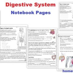 Chapter 7 the nervous system coloring workbook answers