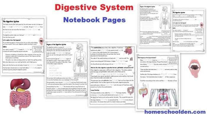 Chapter 7 the nervous system coloring workbook answers