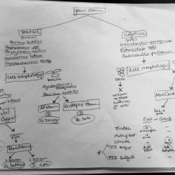 Microbiology lab manual answer key