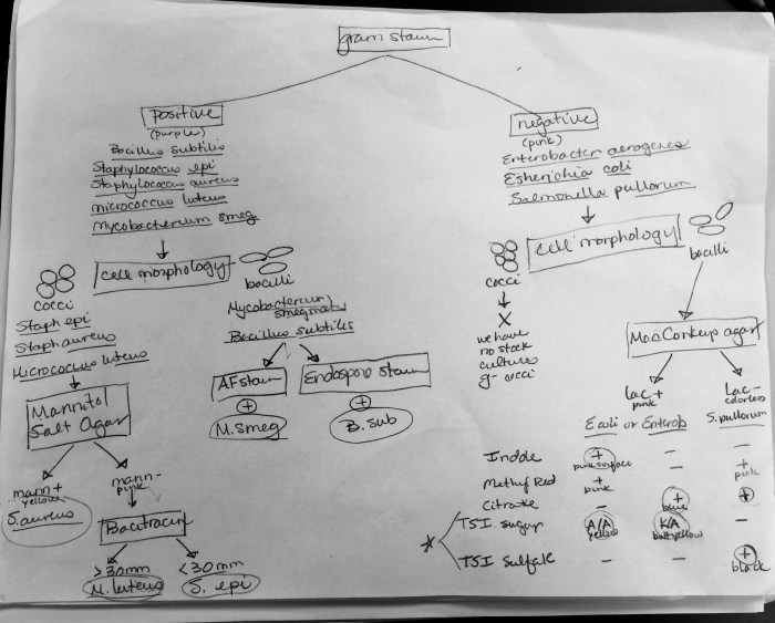 Microbiology lab manual answer key