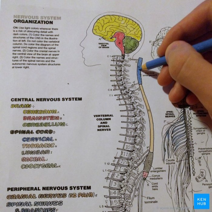 Chapter 7 the nervous system coloring workbook answers