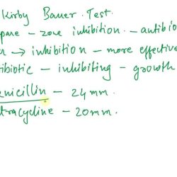 Suppose you do this test on a hypothetical staphylococcus