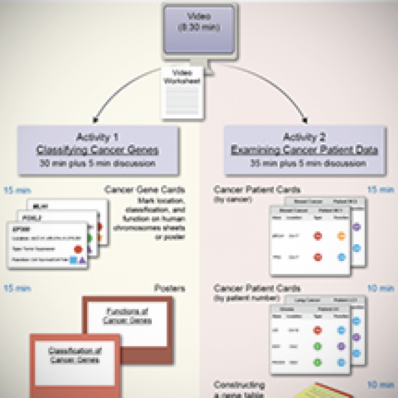 Hhmi biointeractive the eukaryotic cell cycle and cancer answers