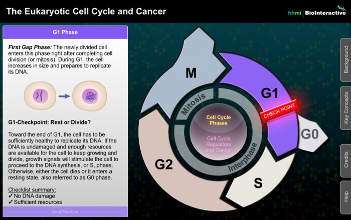 Hhmi biointeractive the eukaryotic cell cycle and cancer answers