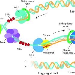 Dna replication microbiology process strand leading enzymes forks polymerase termination bacterial helicase quizover elongation bacteria strands microbio arrows topoisomerase libretexts