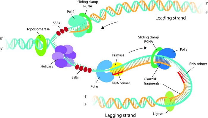 Dna replication microbiology process strand leading enzymes forks polymerase termination bacterial helicase quizover elongation bacteria strands microbio arrows topoisomerase libretexts