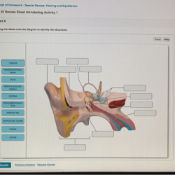 Senses exercise hearing