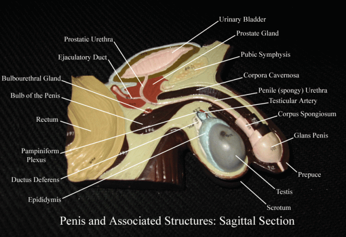 Label the midsagittal male pelvis using the hints provided.