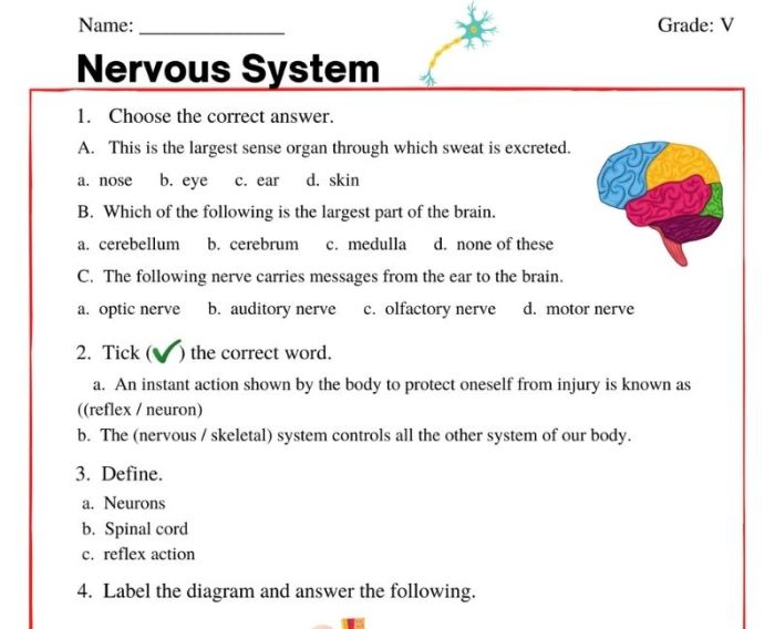 Chapter 7 the nervous system coloring workbook answers