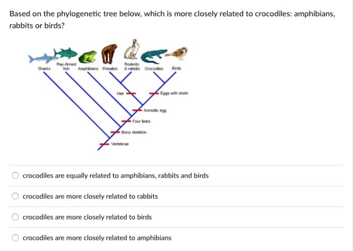 Practice phylogenetic trees 2 answer key pdf