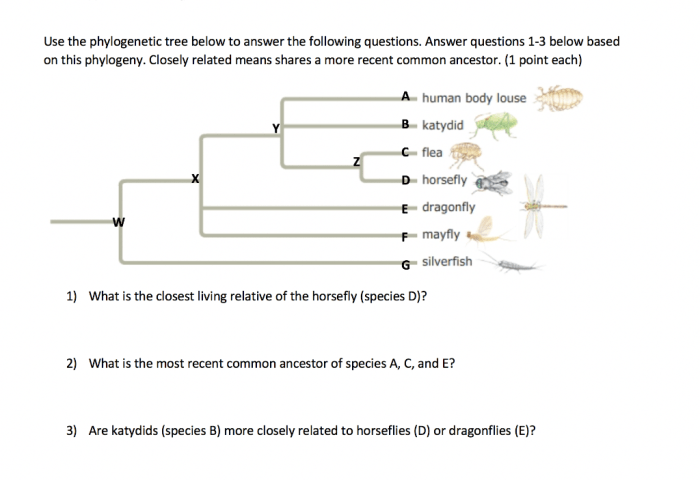 Practice phylogenetic trees 2 answer key pdf