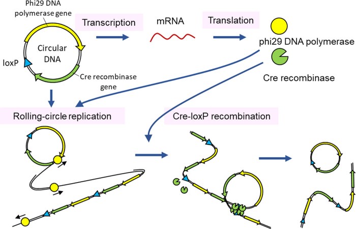 In contrast to linear dna replication circular dna replication typically