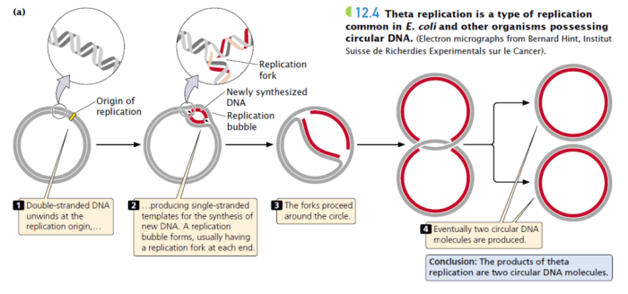 In contrast to linear dna replication circular dna replication typically