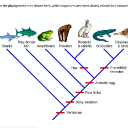 Practice phylogenetic trees 2 answer key pdf