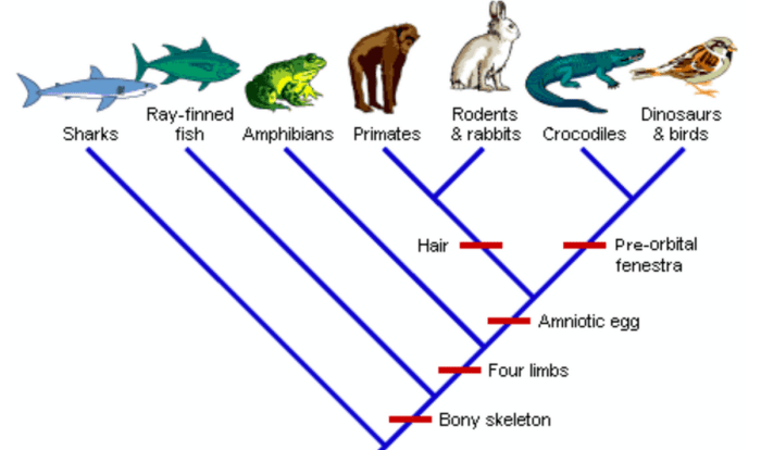 Practice phylogenetic trees 2 answer key pdf