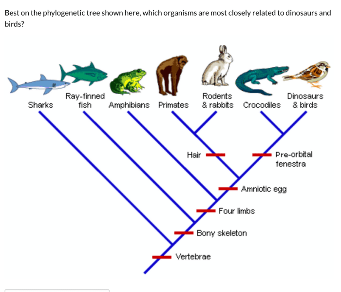 Practice phylogenetic trees 2 answer key pdf